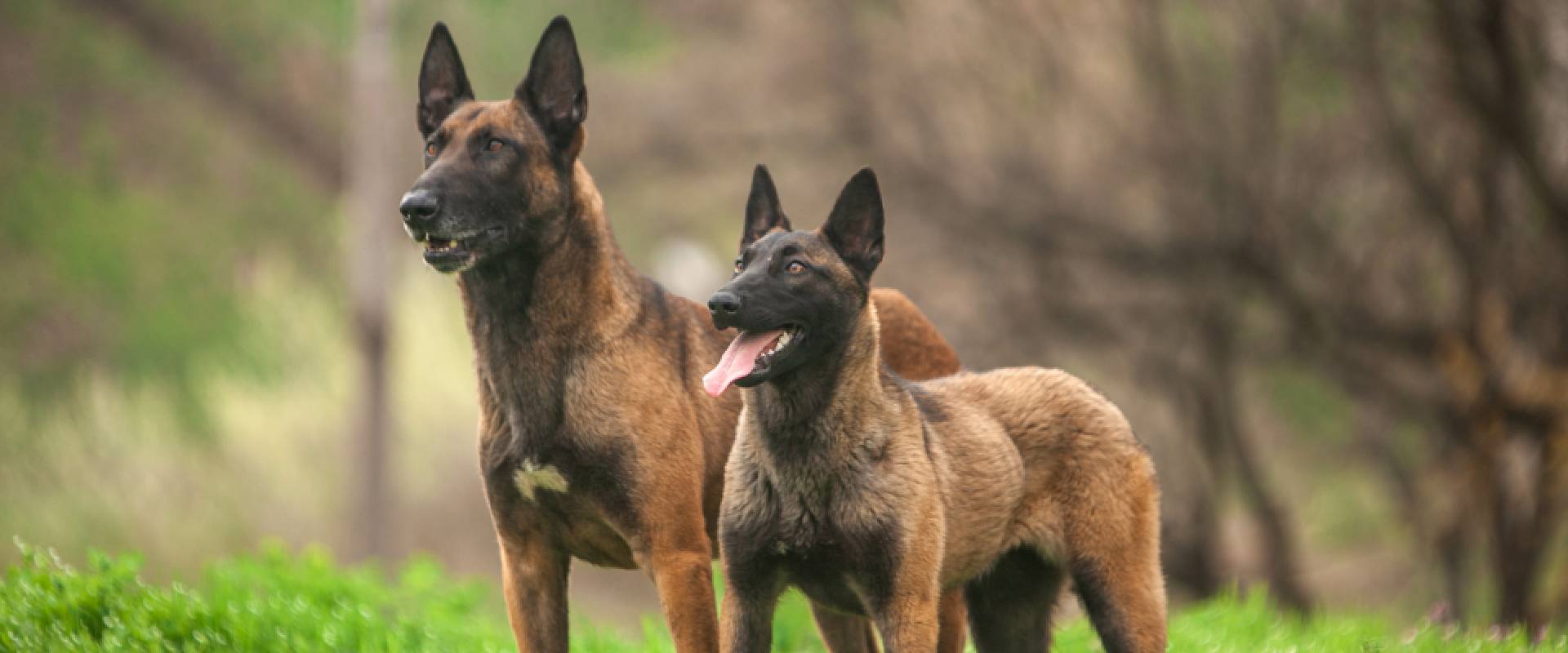 Belgian malinois compared to best sale german shepherd